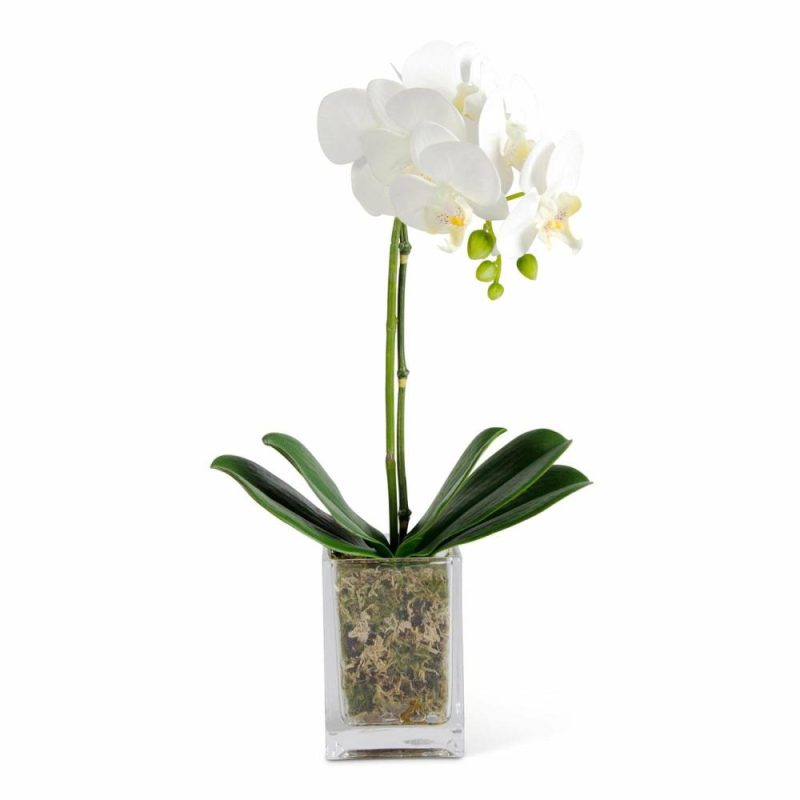 Greenery |  17 Inch White Orchid In Square Glass Container Christmas Décor Greenery