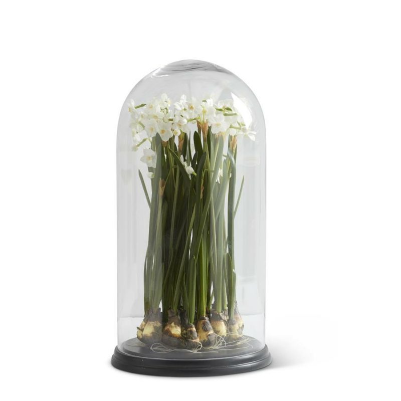 Greenery |  20 Inch White Paperwhite In Glass Dome Christmas Décor Greenery